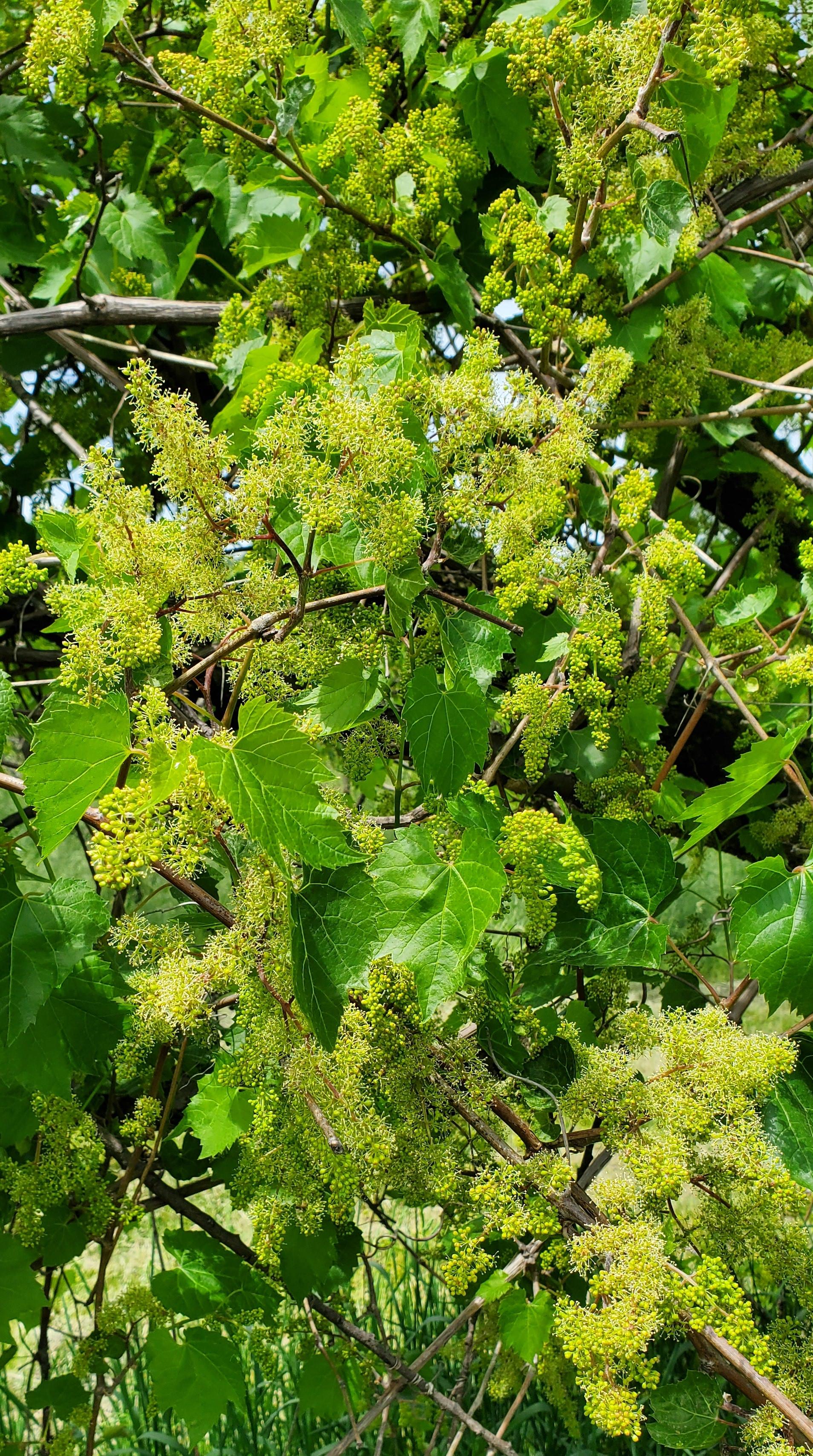 Wild grapes.